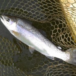 大安トラウトレイク 釣果